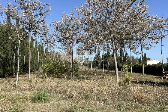 Finca in Pedreguer zu verkaufen, Espace de vie 400 m², + KLIMA, Terrain 12000 m², 2 Chambres &agrave; coucher, 2 Badezimmer, ref.: JS-0624-14